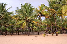 Marari beach shoreline