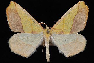 <i>Sicya macularia</i> Species of moth