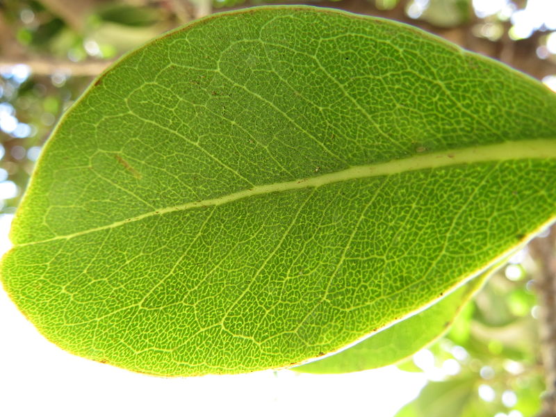 File:Sideroxylon inerme South African Milkwood leaf venation IMG 4819.JPG