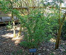 Sideroxylon reclinatum - Botanická zahrada Marie Selby - Sarasota, Florida - DSC01402.jpg