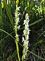 Piperia dilatata var. leucostachys inflorescence