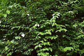 Silver vine leaves (at Mt. Yamizo, Ibaraki Prefecture, Japan) 05.jpg