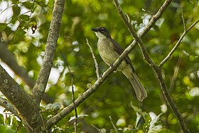 Simple Leaflove - near Kakum NP - Ghana 14 S4E2868 (16016321478).jpg