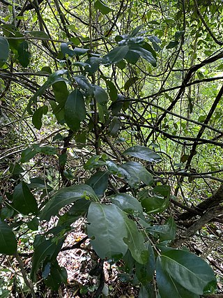 <i>Siphonodon</i> Genus of flowering plants