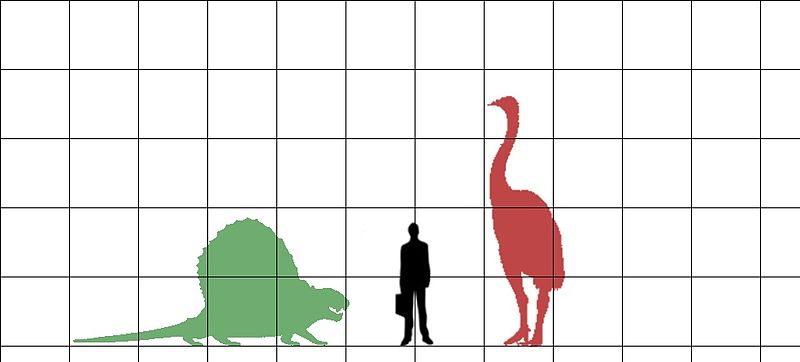 File:Size comparison between a dimetrodon and a giant moa.jpg