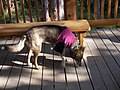 Thumbnail for File:Sled Dog Discovery &amp; Musher's Camp 33.jpg