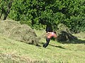 Sliding hay downhill - panoramio.jpg