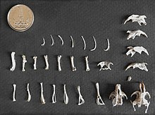 A set of mammal bones which may be from several specimens Small mammals bones - pellet (ornithology).jpg
