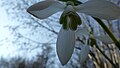 * Nomination Galanthus nivalis --Akdam 12:30, 9 March 2014 (UTC) * Decline Underexposed, wrong WB, lacking sharpness, missing taxonomy --Cccefalon 07:39, 15 March 2014 (UTC)