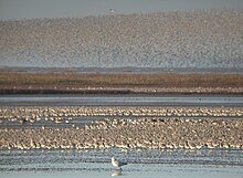 Large flocks of C. c. islandica winter in the coastal marshes of Britain, along with other waders. The Wash, Norfolk Snettishamroost 2590.jpg