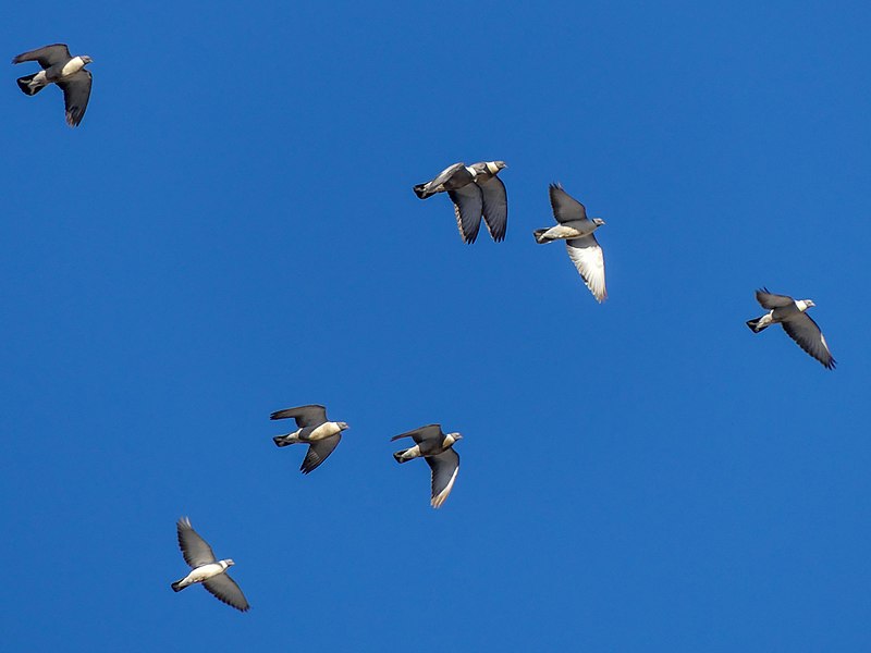 File:Snow Pigeon (44482083142).jpg