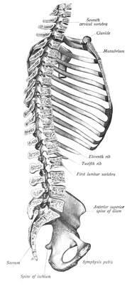 Axial skeleton - Wikipedia