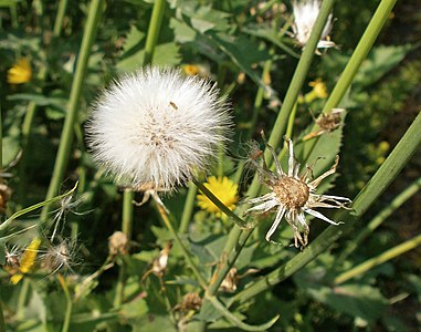 Sonchus oleraceus Infrutescence