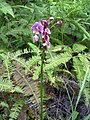 Spathoglottis plicata dans une trouée forestière en Malaisie péninsulaire.