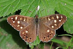 Speckled wood butterfly (Pararge aegeria tircis) male 2.jpg
