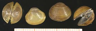 Sphaeriidae Family of bivalves