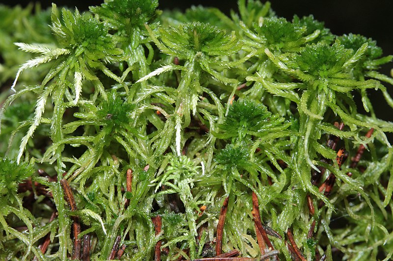 File:Sphagnum fallax (b, 150147-481741) 8452.JPG