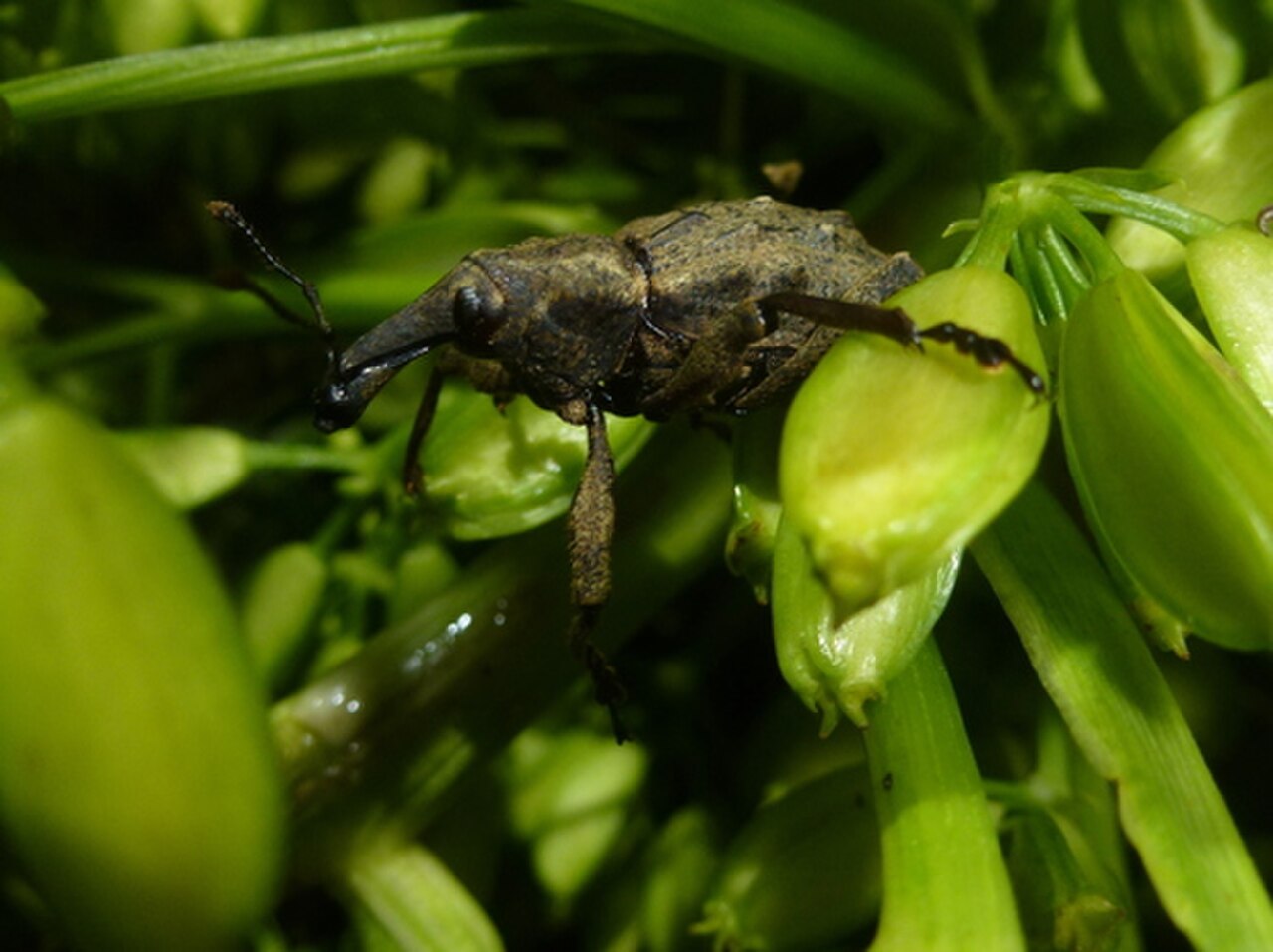 Манжера. Choleva spinipennis.