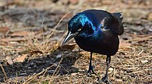 Common grackle in Central Park Spinus-common-grackle-2015-03-n029780-w.jpg