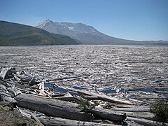 Logs adrift on Spirit Lake, 2012