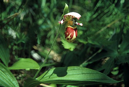 Фото растений занесенных в красную. Башмачок крапчатый (лат. Cypripedium guttatum). Растения Челябинской области занесенные в красную Очеретник белый. Cypripedium guttatum (spotted Lady's Slipper Orchid). Alaskan Lady Slipper.