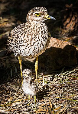 Spotted thick-knee with chick (Pretoria, South Africa)