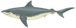Rajz a fosszilis Squalicorax falcatus nevű cápáról