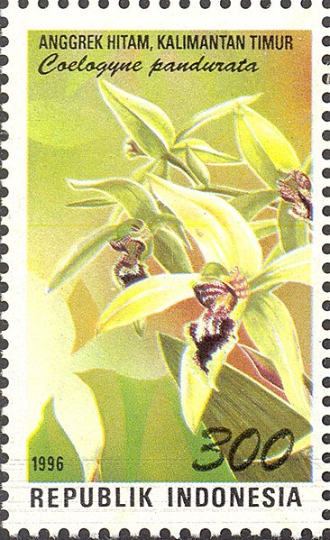 File:Stamp of Indonesia - 1996 - Colnect 253521 - Flora and Fauna - Coelogyne pandurata.jpeg