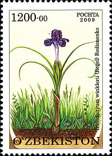 <i>Iris winkleri</i> Species of flowering plant