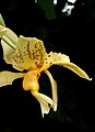 Stanhopea shuttleworthii