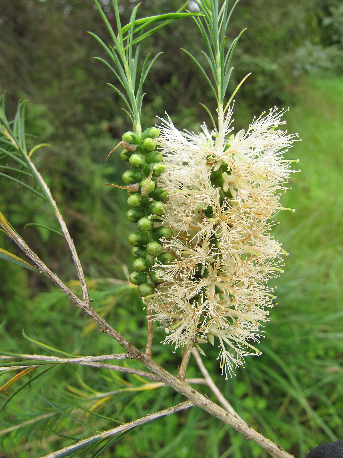 Melaleuca armillaris (Bracelet honey myrtle) - Plantinfo