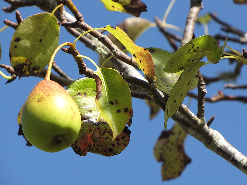 File:Starr-130304-1935-Pyrus communis-fruit and leaves-Montrose Crater Rd Kula-Maui (25206313775).jpg