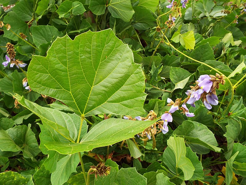File:Starr-131002-2402-Pachyrhizus erosus-leaves and flowers-Hawea Pl Olinda-Maui (25109092262).jpg