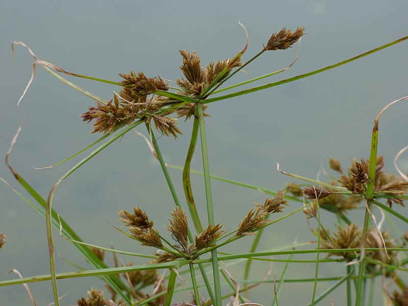 File:Starr-150327-0410-Cyperus polystachyos-seedheads-Baseball Field Seep Sand Island-Midway Atoll (25241845616).jpg