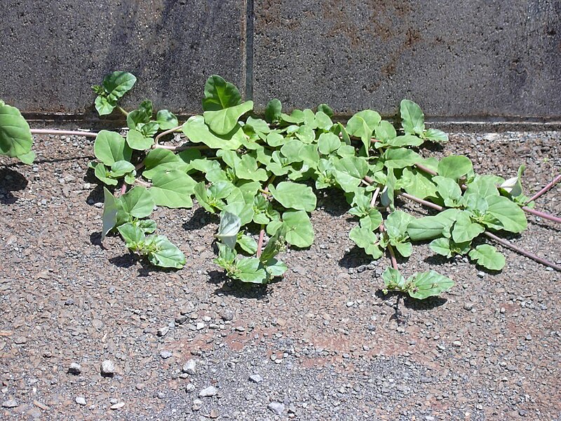 Starr 030523-0114 Boerhavia coccinea.jpg