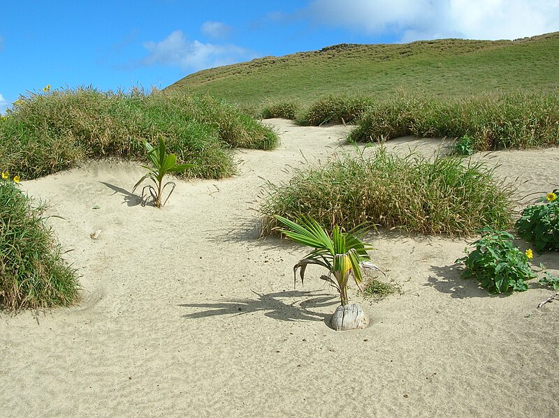 File:Starr 050225-4531 Cocos nucifera.jpg