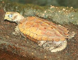Черепаха Шпенглера
