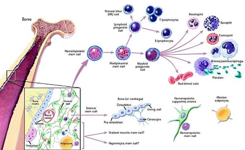 File:Stemcelldifferentiaion.jpg