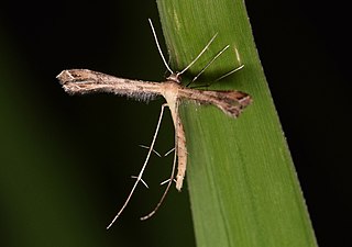 <i>Stenoptilodes taprobanes</i> Species of plume moth