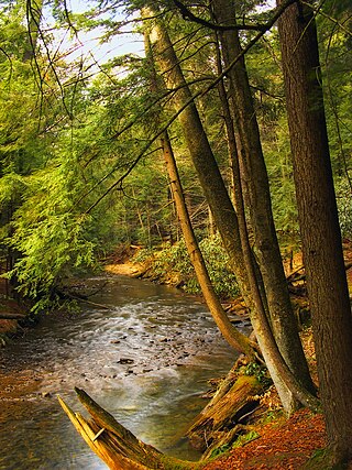 <span class="mw-page-title-main">Cook Forest State Park</span> State park in Pennsylvania, United States