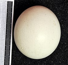 The quite rounded, white egg of a Ural owl. Strix uralensis MWNH 0642.JPG