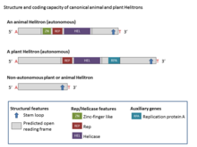 Structure and coding capacity of canonical animal and plant Helitrons Structure and coding capacity of canonical animal and plant Helitrons.PNG