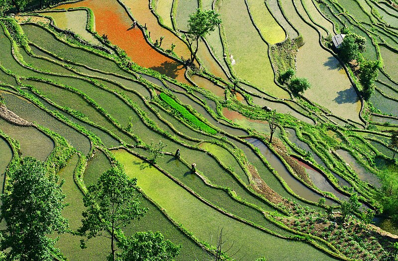 File:Subsistent Farming Southern China.jpg