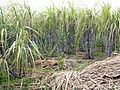 Foto av sukkerrør.
