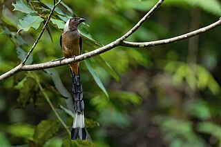 <span class="mw-page-title-main">Sumatran treepie</span> Species of bird