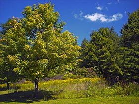 Steuben Township (Pensylwania)