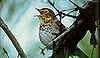 Dwarf thrush