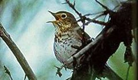 Tập_tin:SwainsonThrush23.jpg