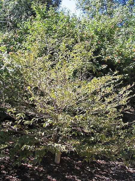 File:Symploccus paniculata 0zz.jpg