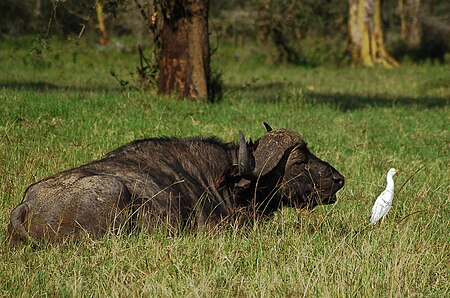 Tập_tin:Syncerus_caffer_in_Nakuru.jpg